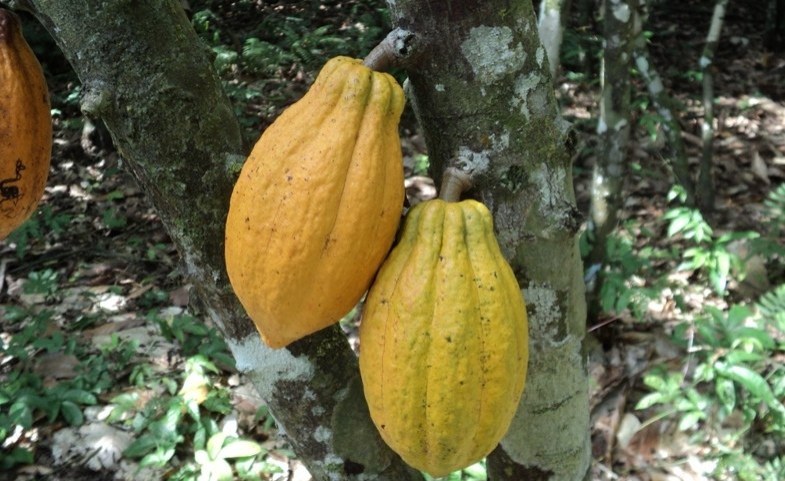 Cameroon Nears Full Cocoa Traceability As EU Deadline Looms, but Risks Remain