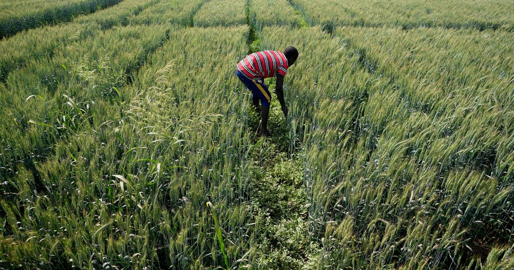 'Food colonialism': Nigeria divided over GMO crops | Africanews