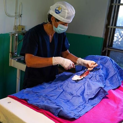 500 Extra Pet Sterilisations in Khayelitsha - The Home Of Great South African News